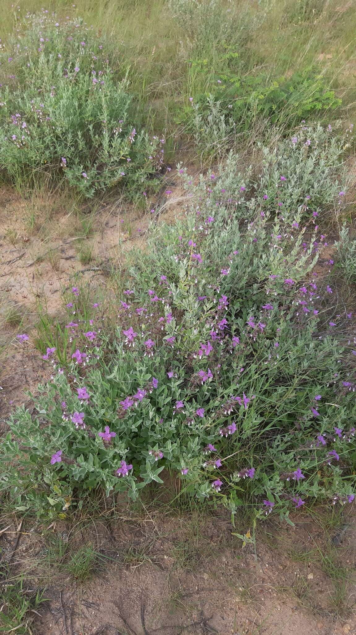 Image of Syncolostemon elliottii (Baker) D. F. Otieno