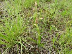 صورة Anacamptis pyramidalis (L.) Rich.