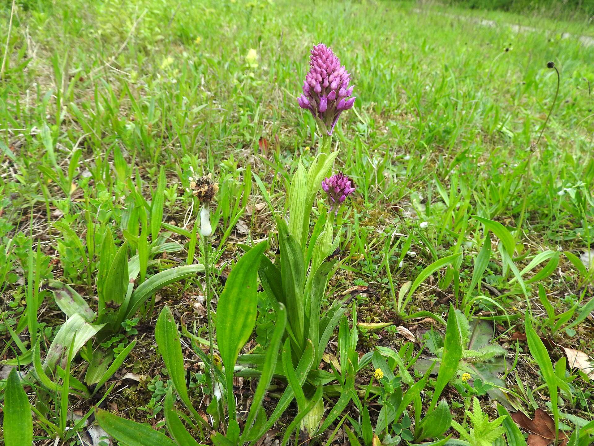 Image of Pyramidal orchid