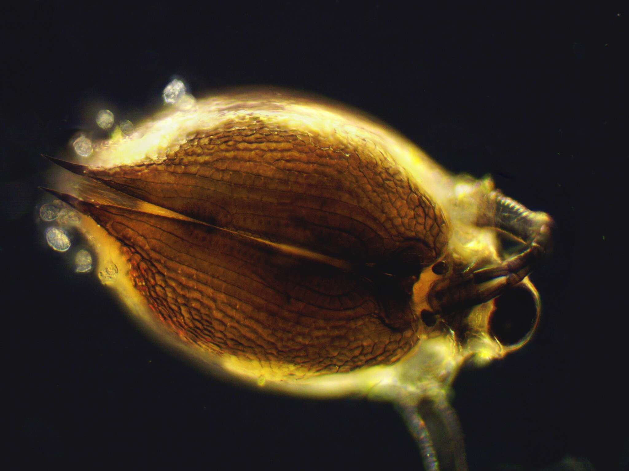 Image of Scapholeberis rammneri Dumont & Pensaert 1983