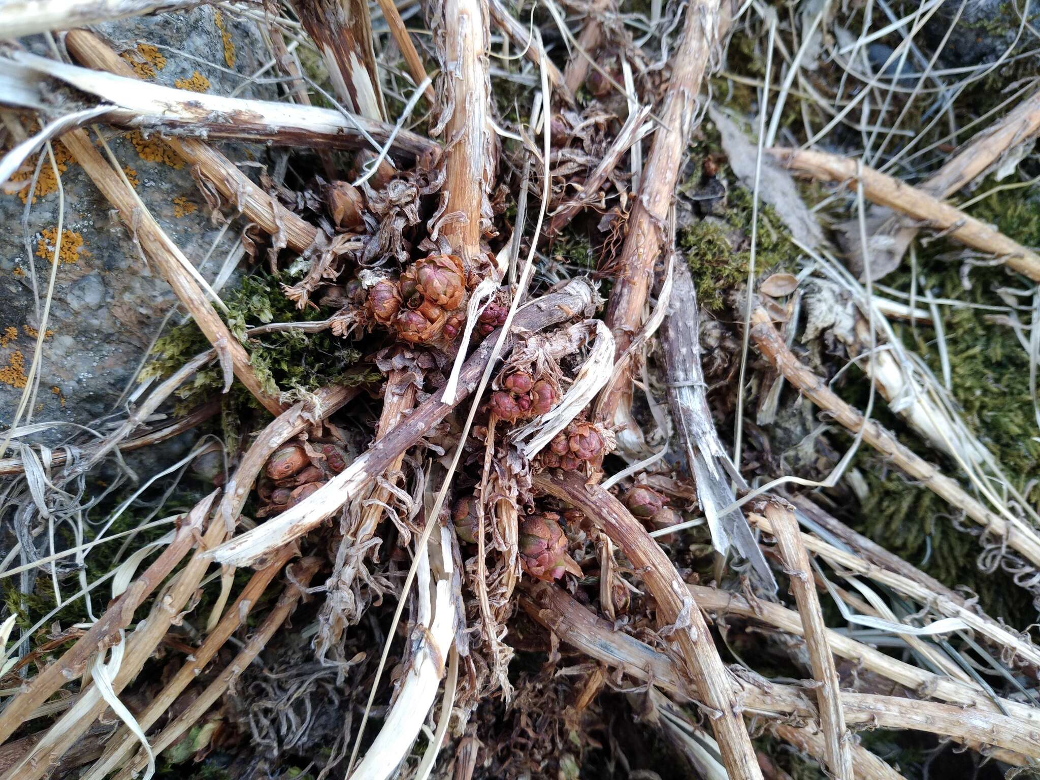 Imagem de Rhodiola semenovii (Regel & Herd.) Boriss.