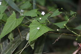 Image of Zehneria cunninghamii F. Müll.