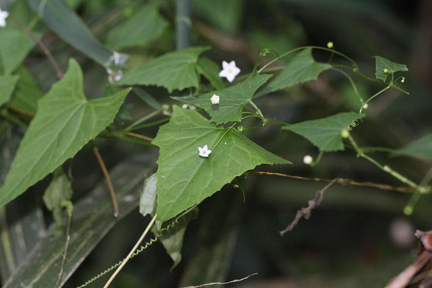 صورة Zehneria cunninghamii F. Müll.