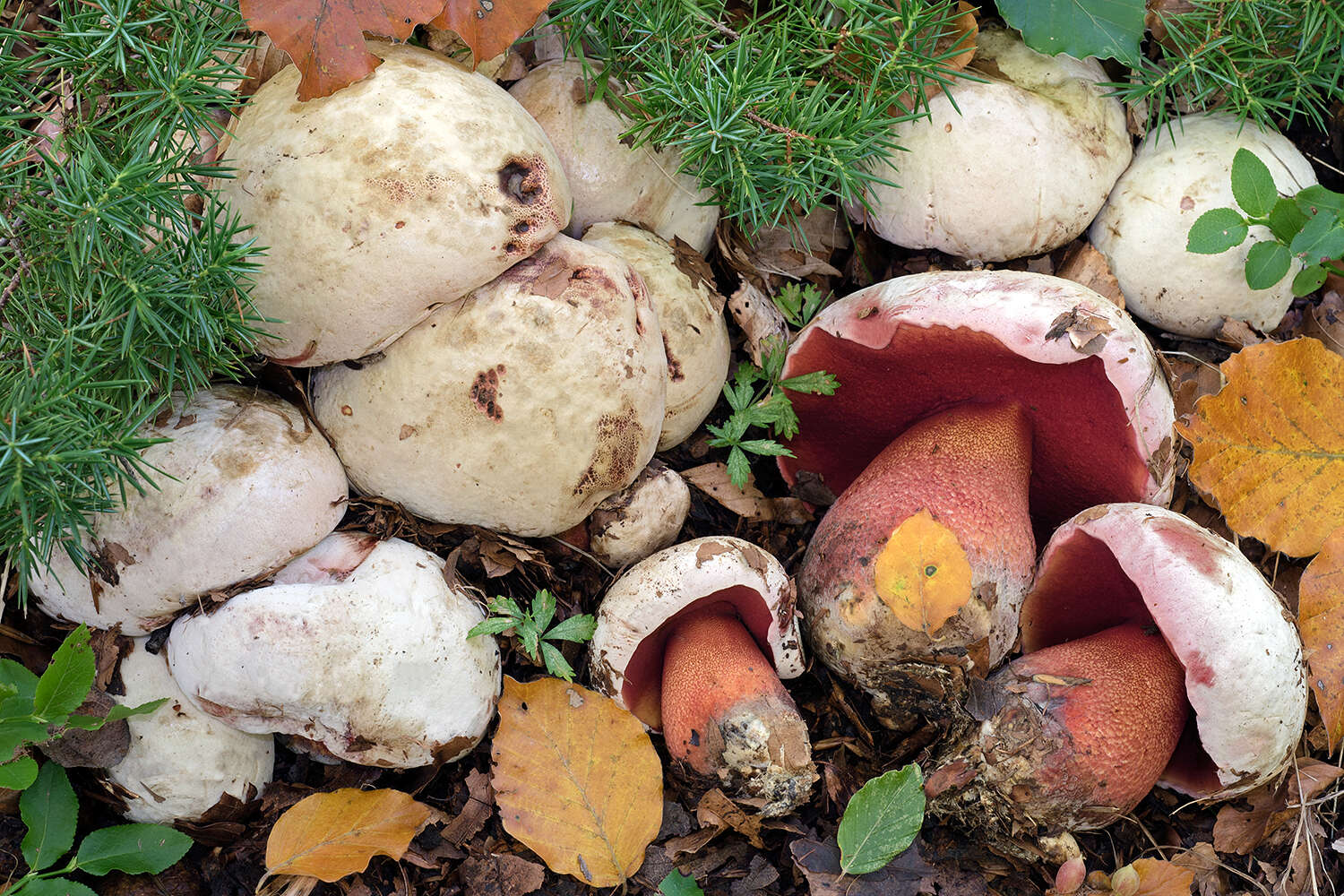 Image of ruddy bolete