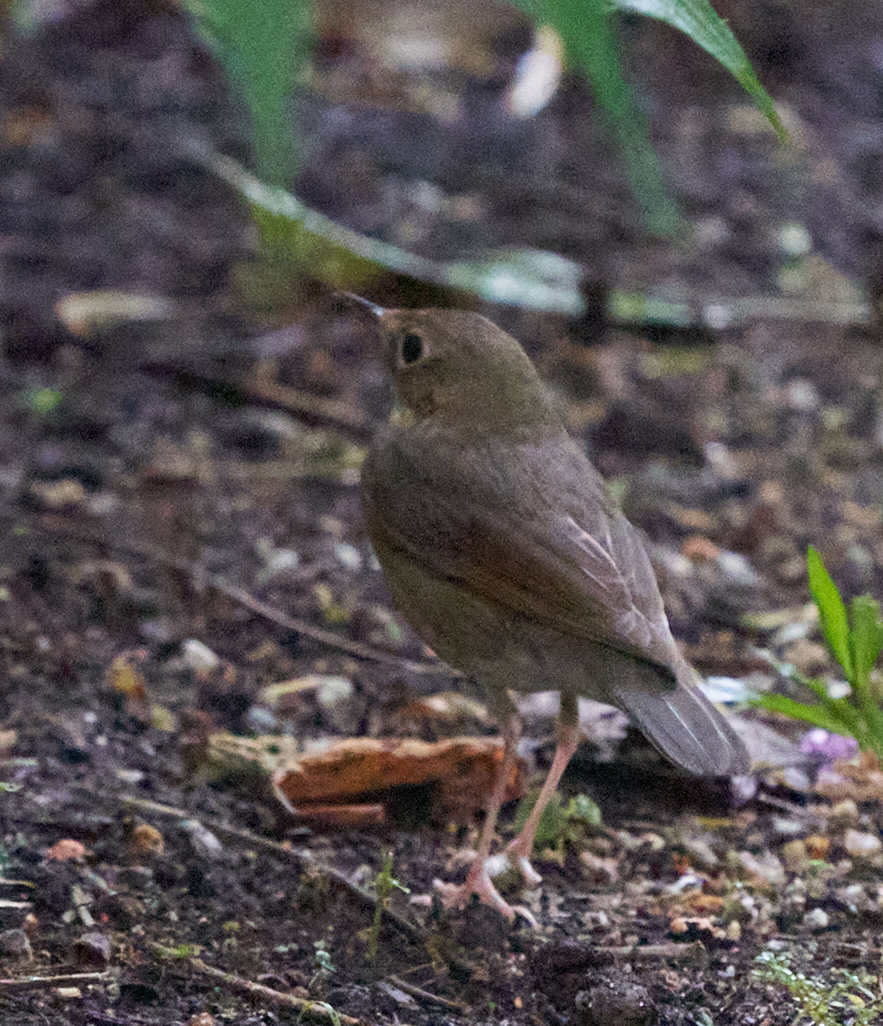 Image of Siberian Blue Robin