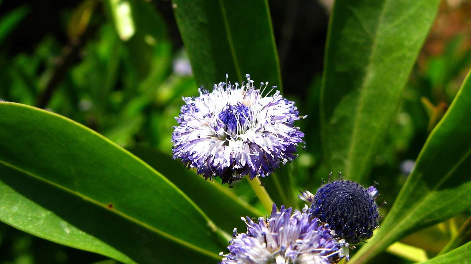 Image of Globularia amygdalifolia Webb