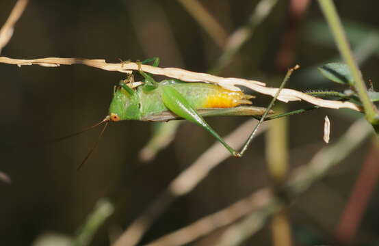 Слика од Conocephalus (Anisoptera) cinereus Thunberg 1815