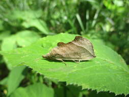 Image of Calyptra thalictri Borkhausen 1790