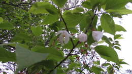 Image de Halesia carolina L.