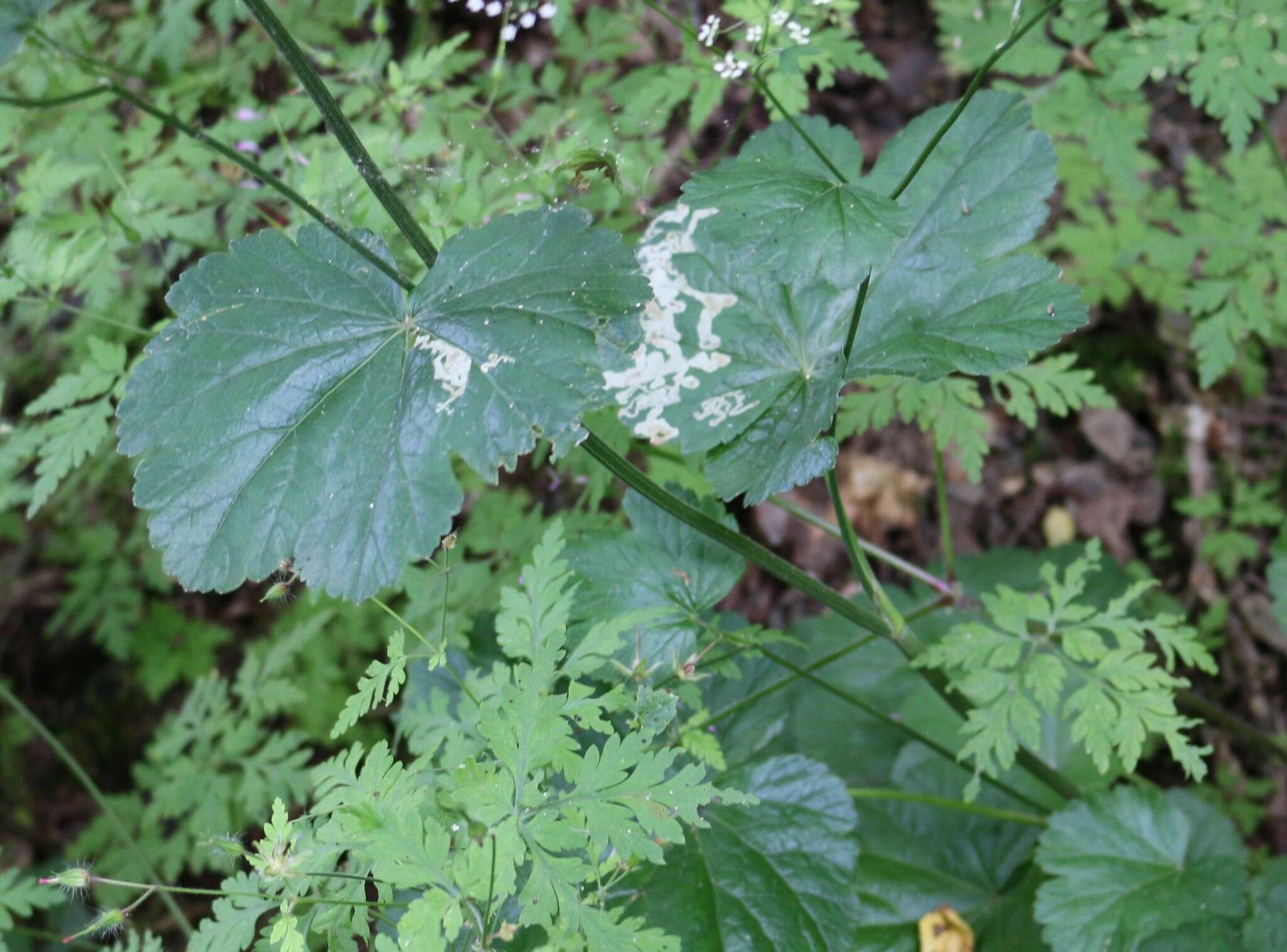 Pimpinella tripartita Kalenicz. resmi