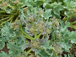 Image of sea kale