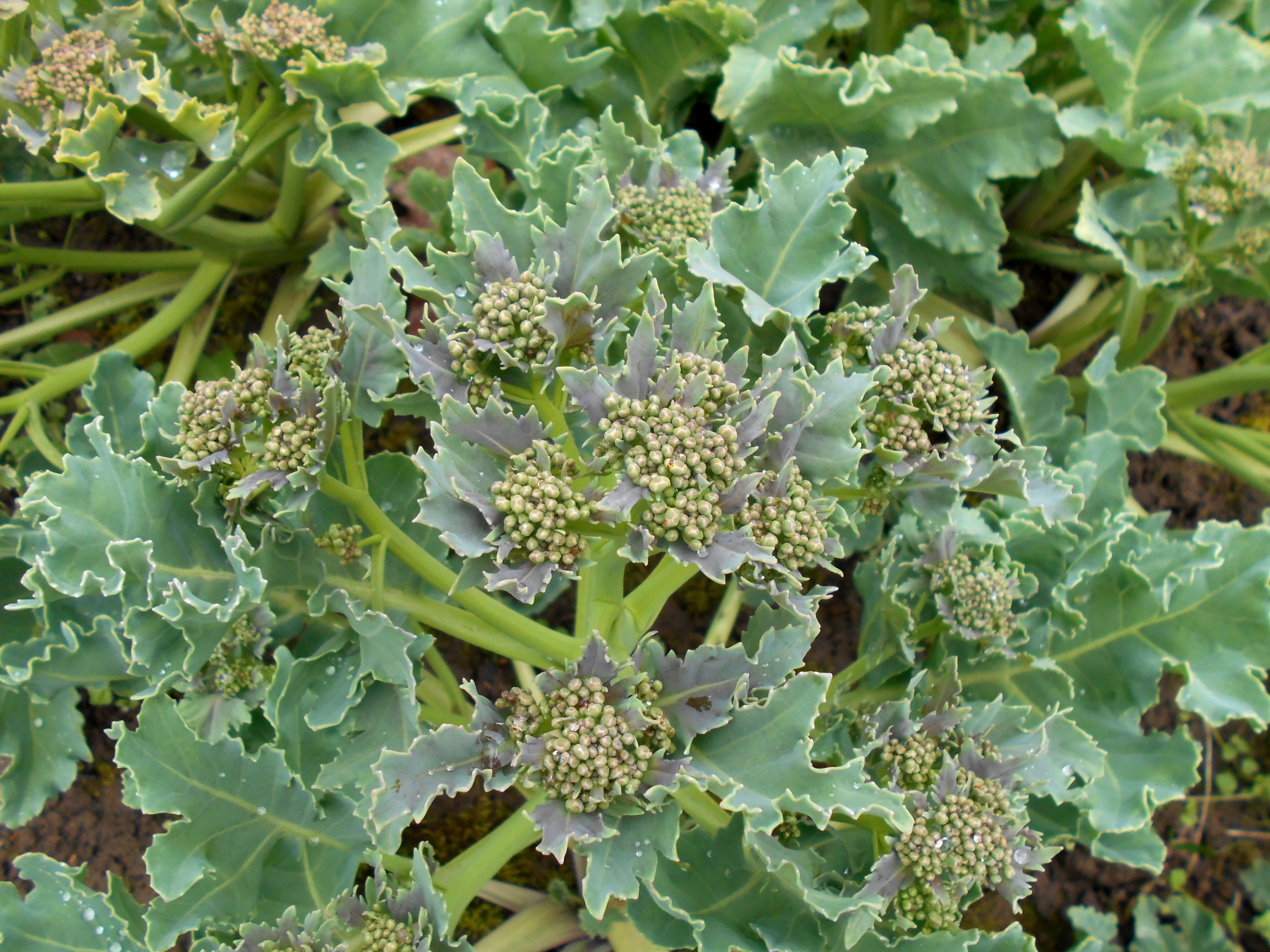 Image of sea kale