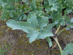 Image of sea kale