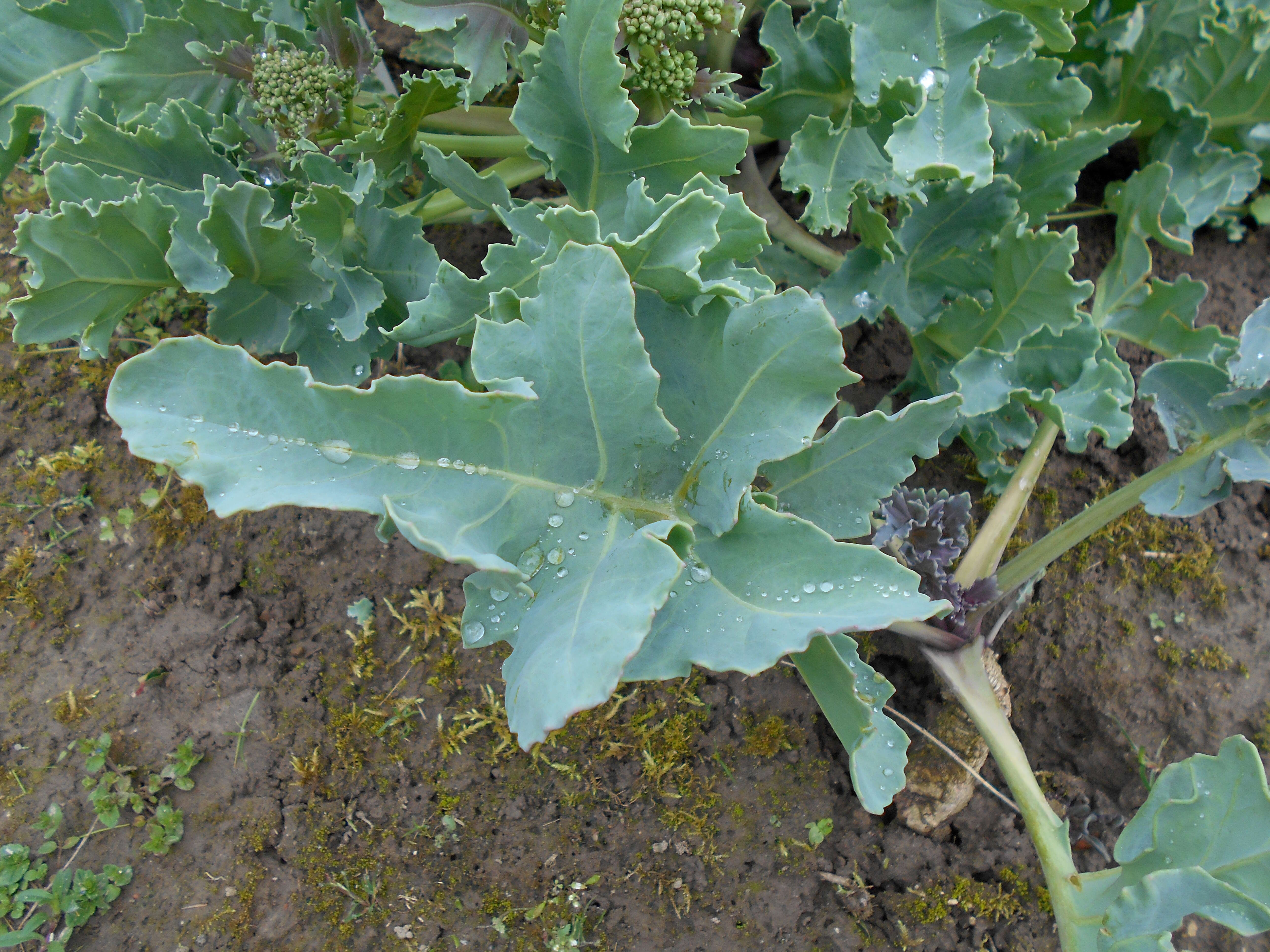 Image of sea kale