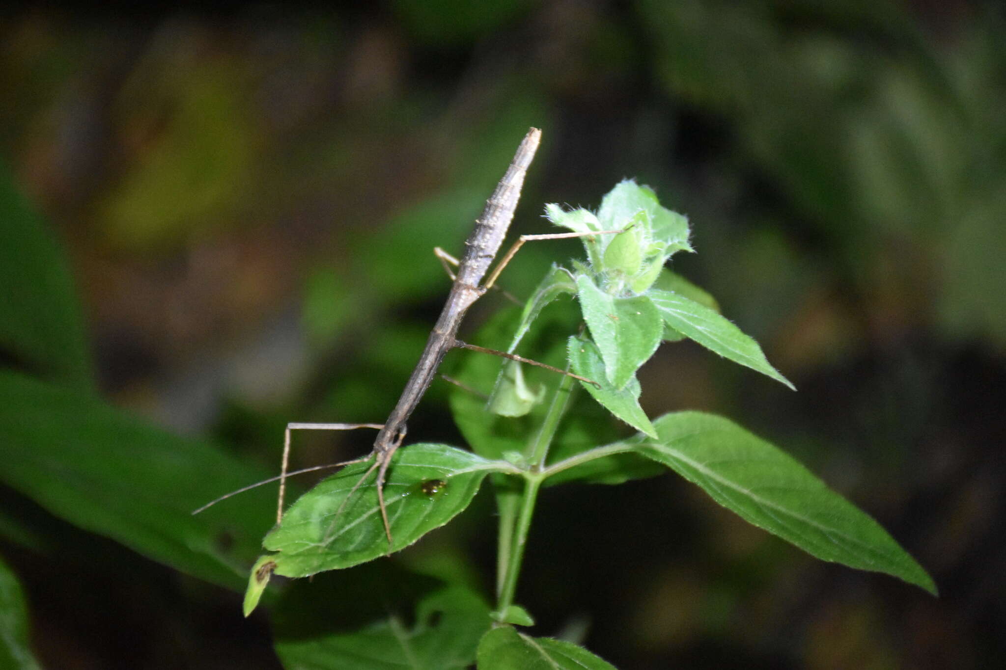 صورة Ocnophiloidea