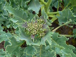 Image of sea kale