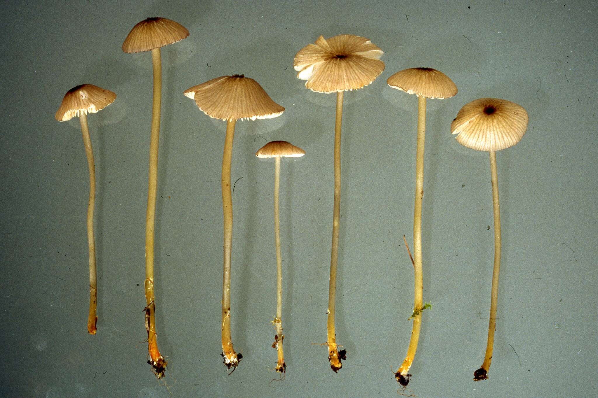 Слика од Entoloma exile (Fr.) Hesler 1967