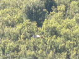 Image of Hen Harrier