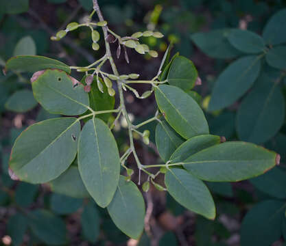 Imagem de Dendrolobium umbellatum (L.) Benth.