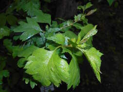 Слика од Crataegus rhipidophylla Gand.