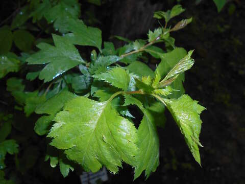 Слика од Crataegus rhipidophylla Gand.