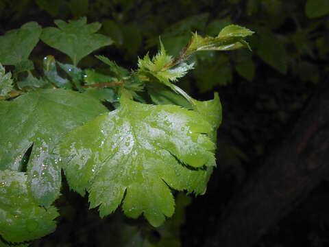 Image de Épine à feuilles en éventail