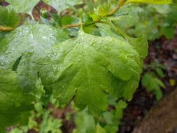 Слика од Crataegus rhipidophylla Gand.