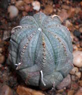 Image of Euphorbia obesa Hook. fil.