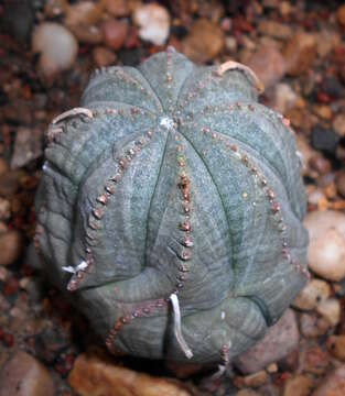 صورة Euphorbia obesa Hook. fil.