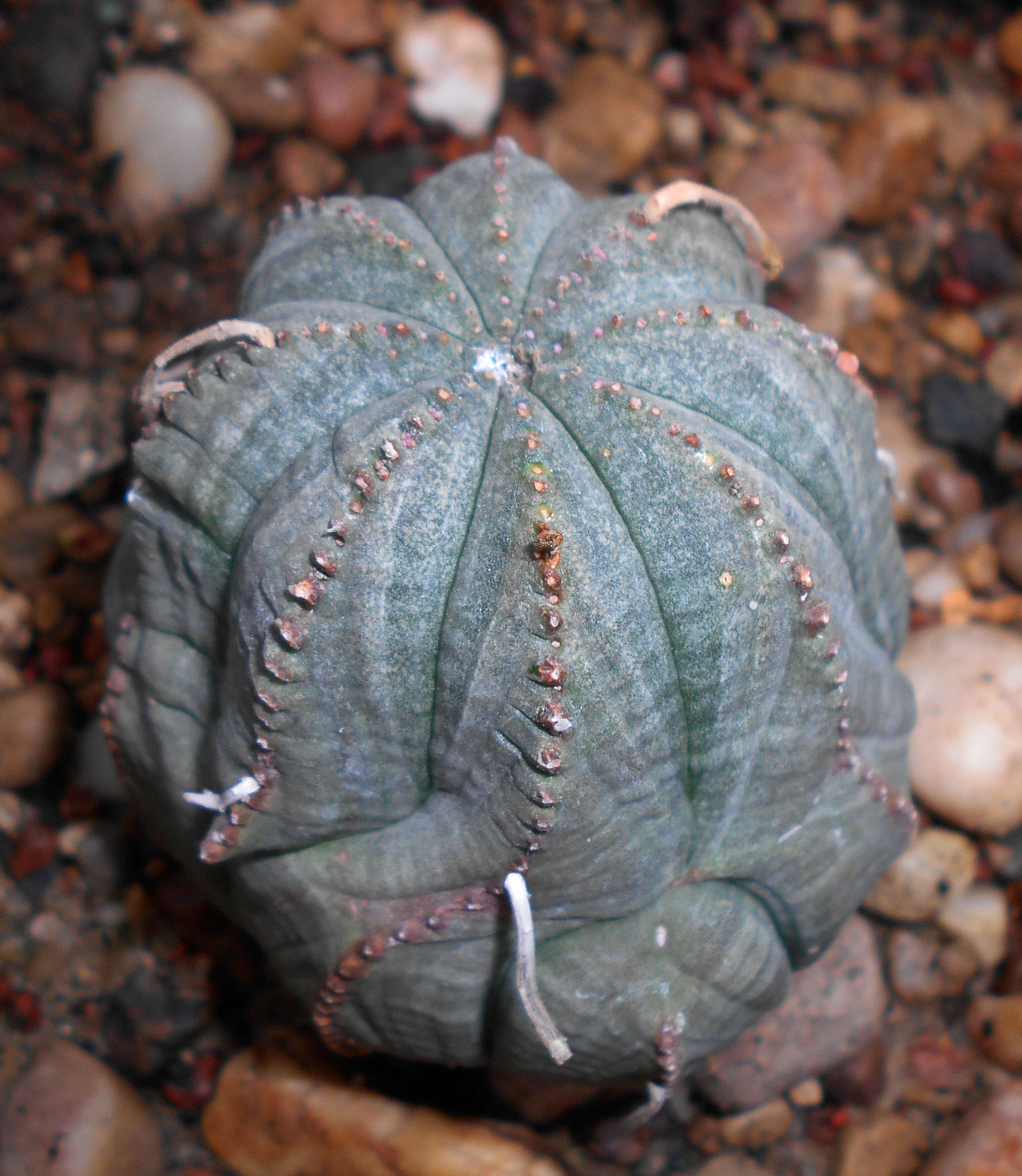 صورة Euphorbia obesa Hook. fil.