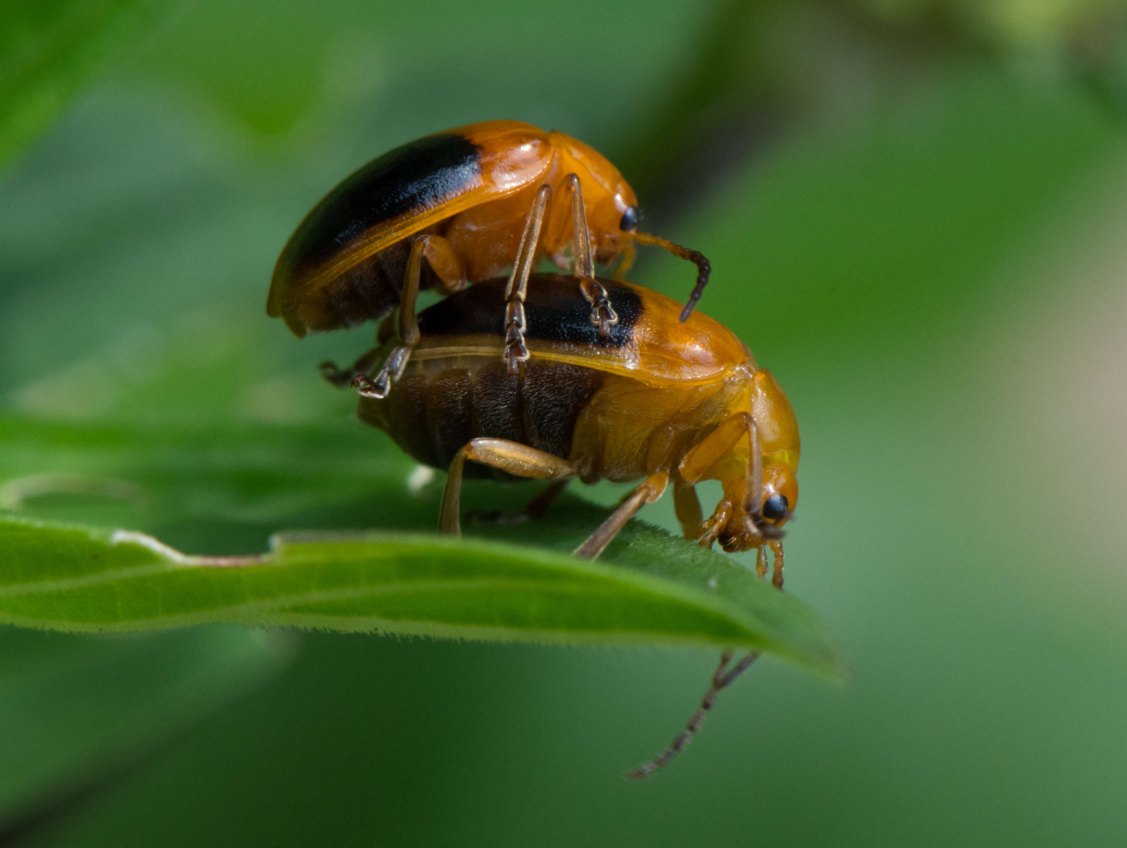 Image of Viburnum leaf beetle