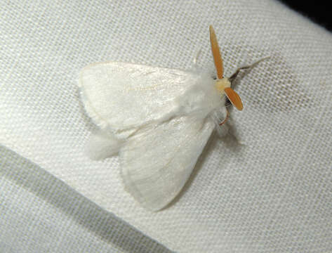 Image of White Flannel Moth