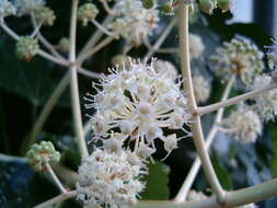 Image of fatsia