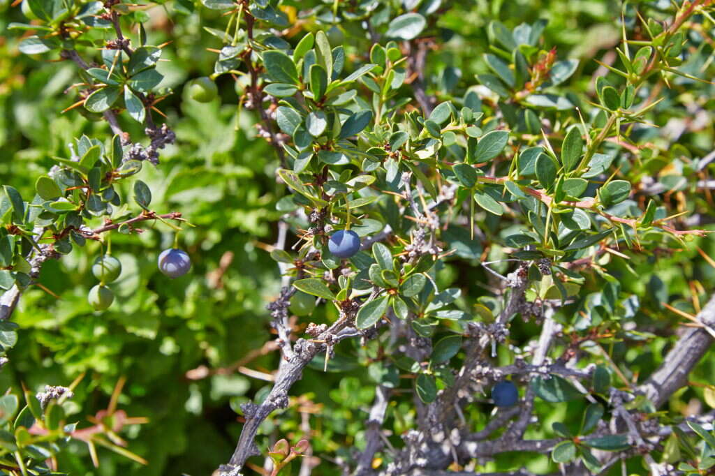 Image of Magellan barberry