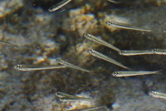 Image of Bermuda anchovy