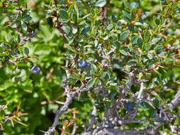 Image of Magellan barberry