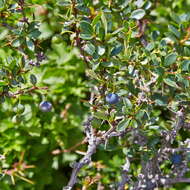 Image of Magellan barberry