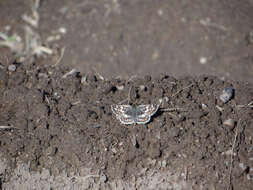 Image of <i>Burnsius orcynoides</i>