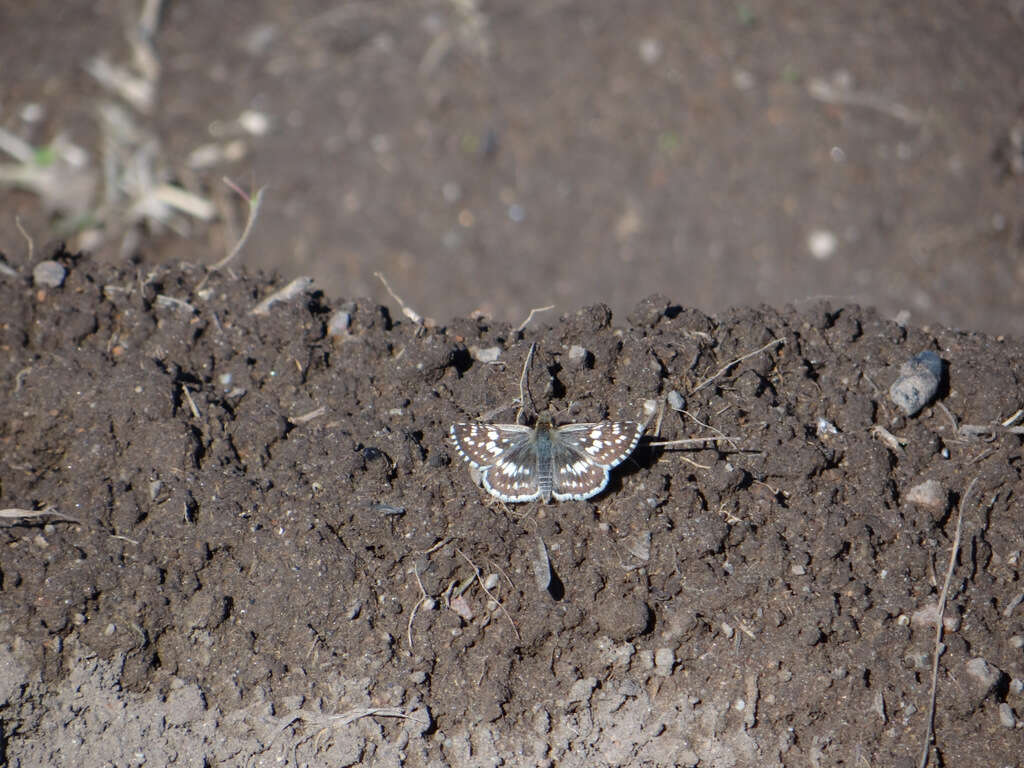 Image of <i>Burnsius orcynoides</i>
