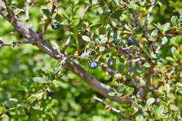 Image of Magellan barberry