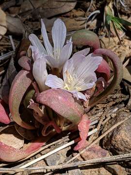 Image of shortsepal lewisia