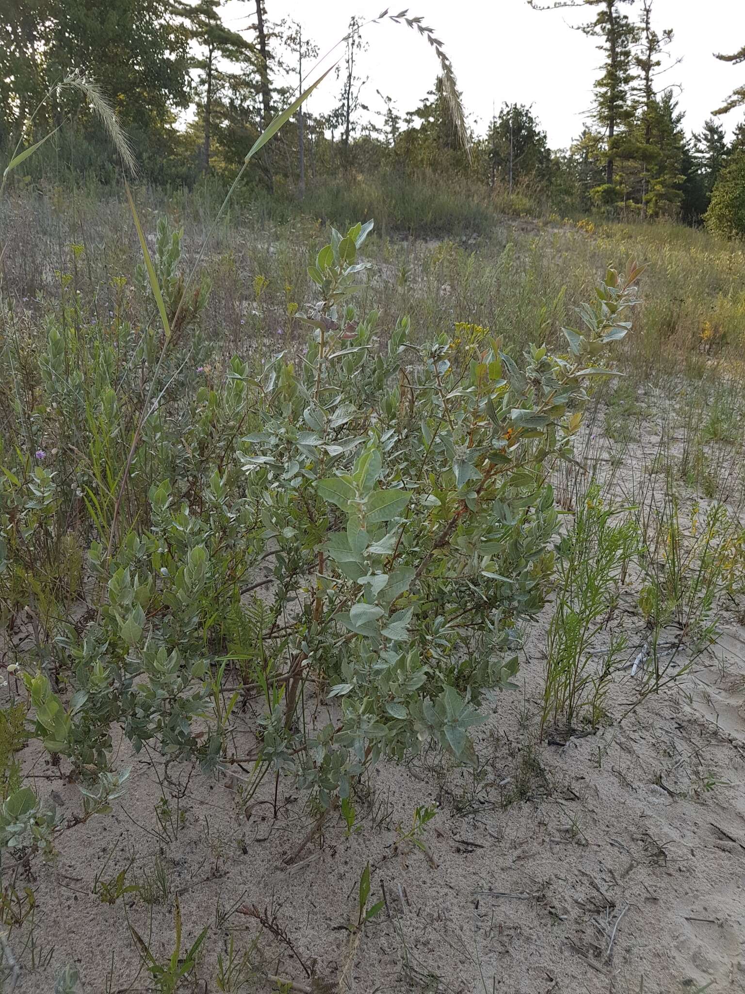 Imagem de Salix cordata Michx.