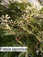 Image of fatsia
