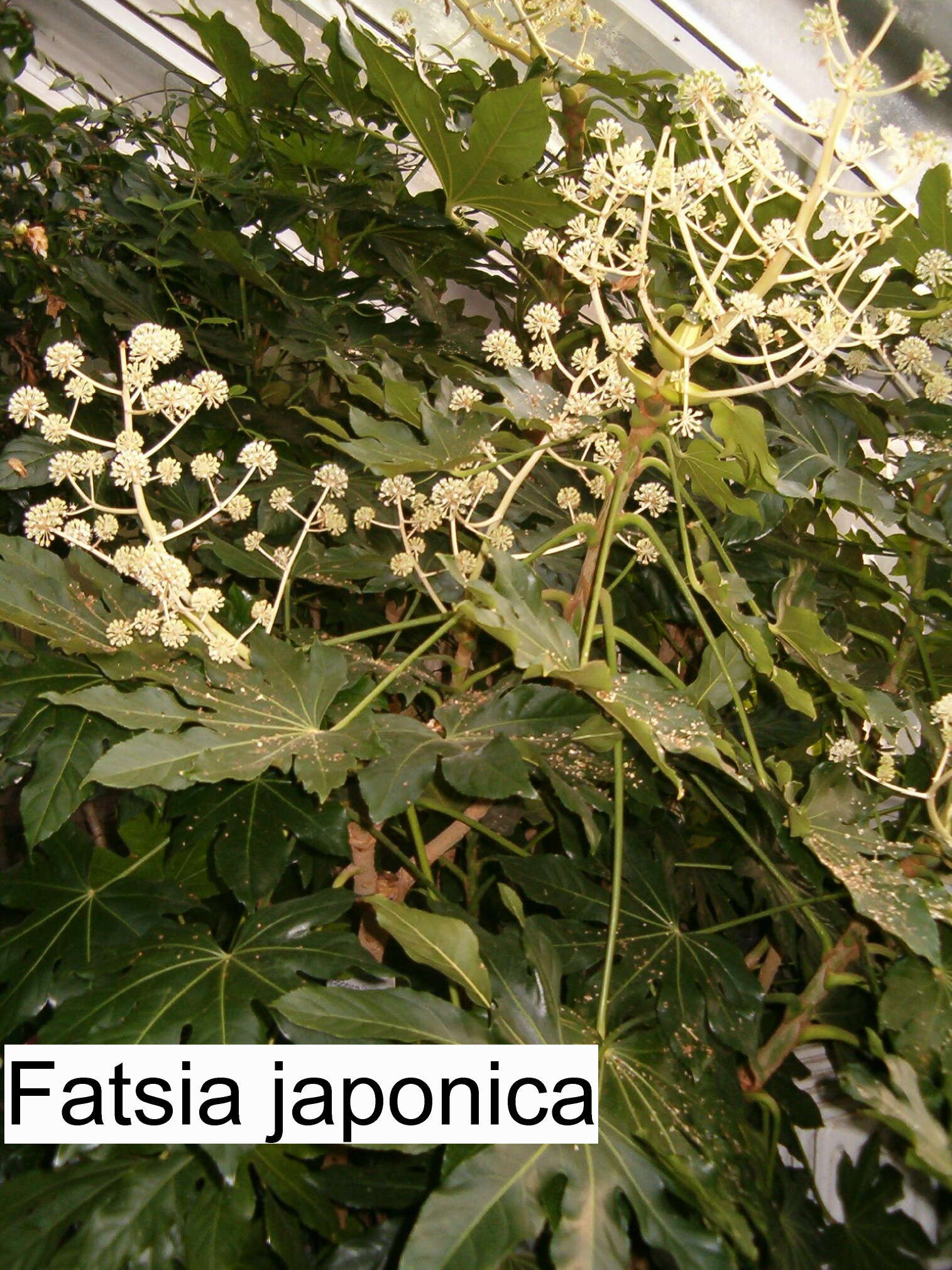 Image of fatsia