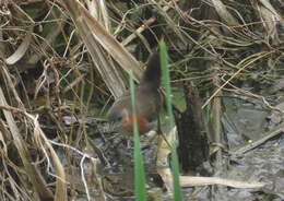 Image of Rufous-sided Crake