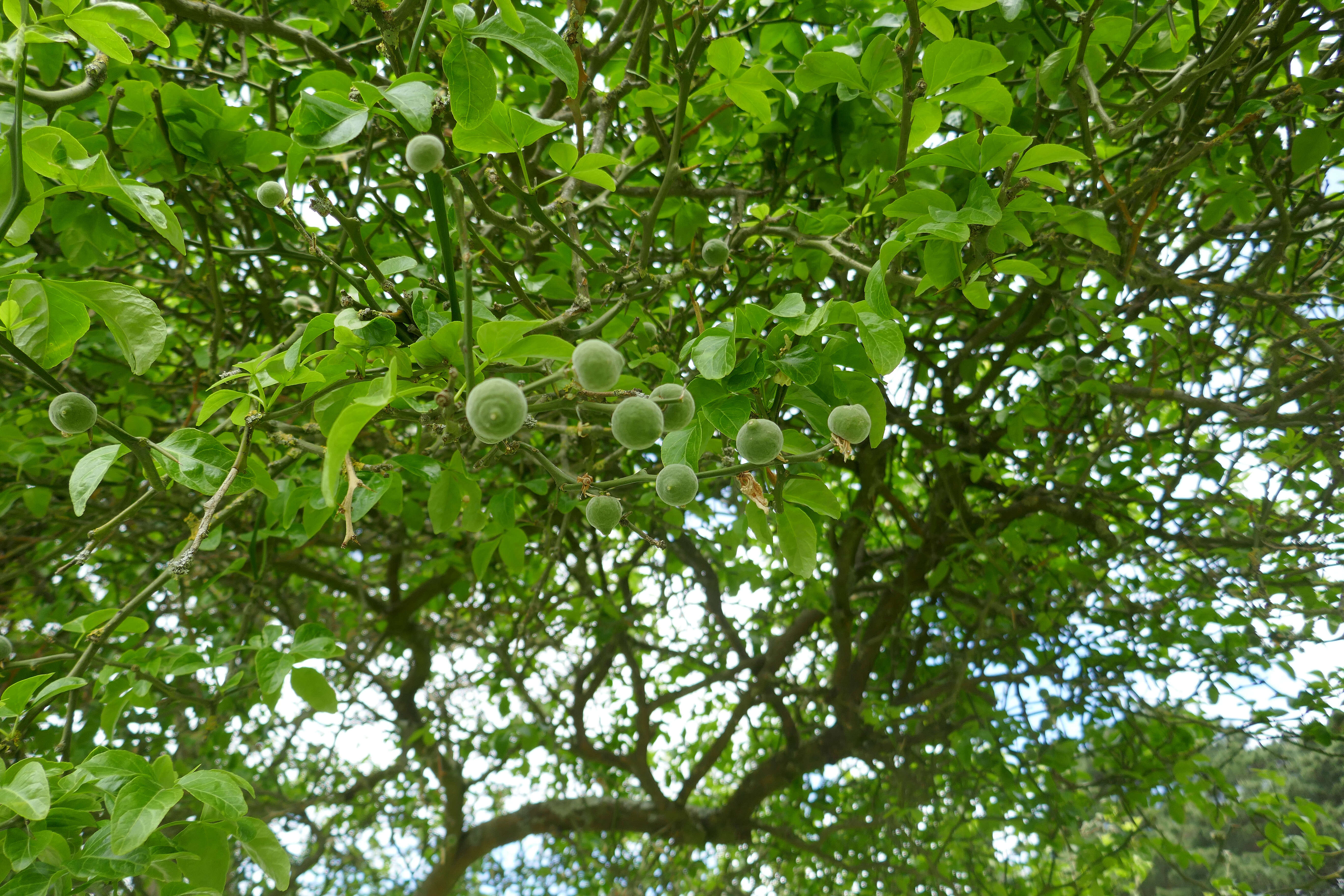 Image of hardy orange