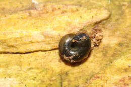 Image of Black Gloss Snail