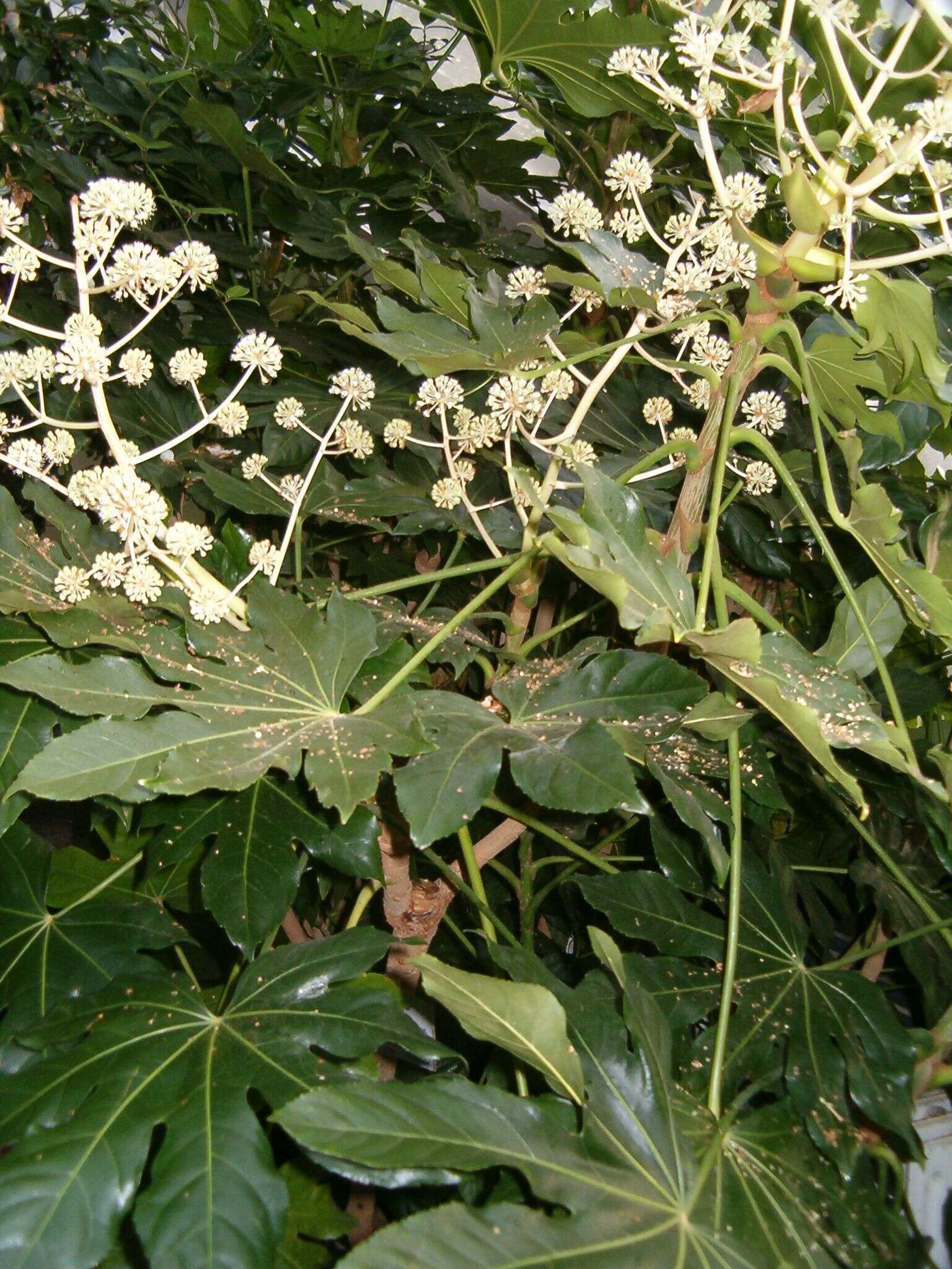 Image of fatsia