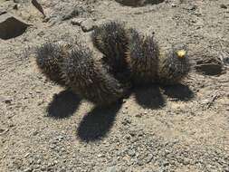 Imagem de Copiapoa calderiana subsp. atacamensis (Middled.) Mottram