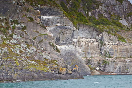 Image of Imperial Shag